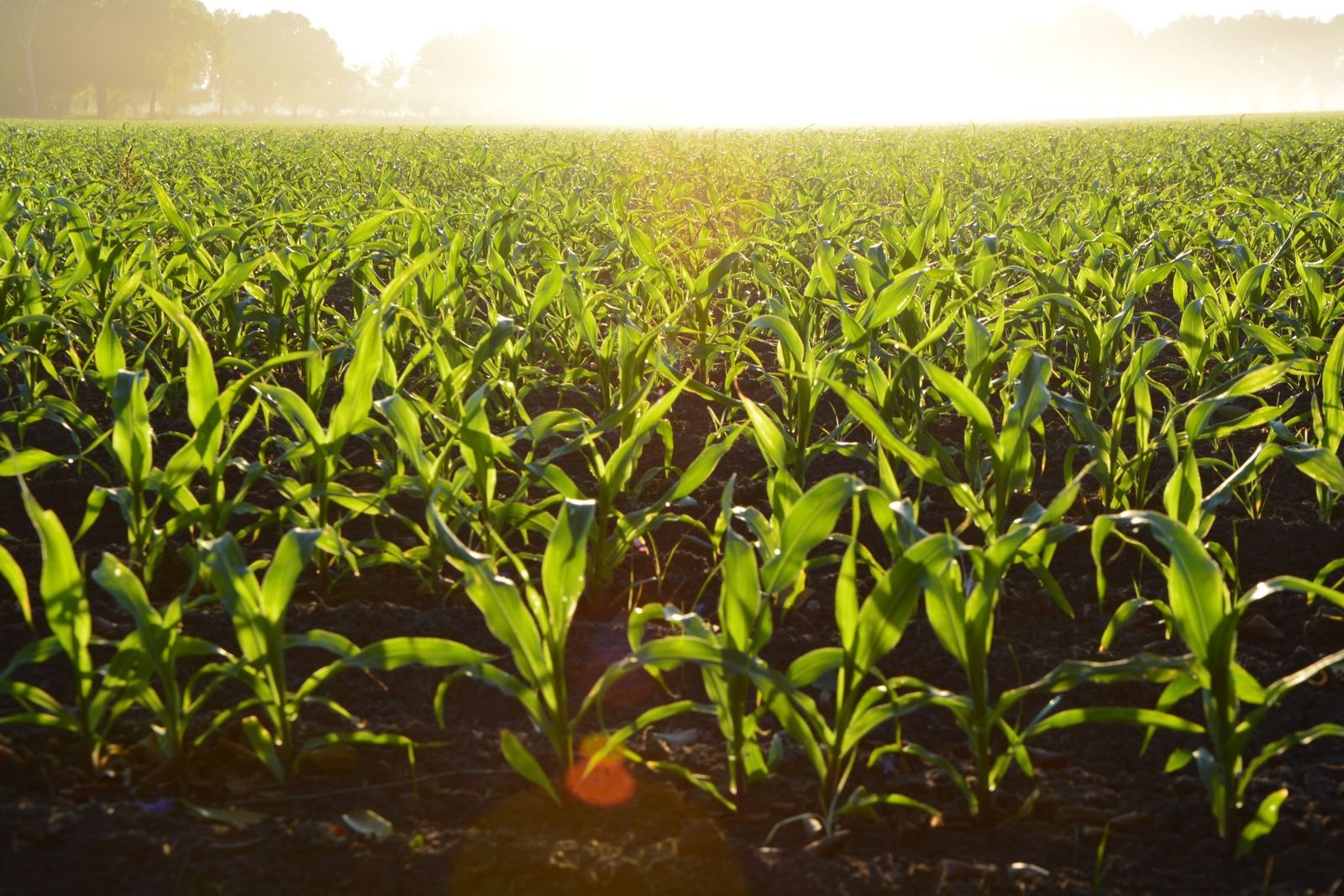 Open cultivated land parcel at sunrise, ready for development