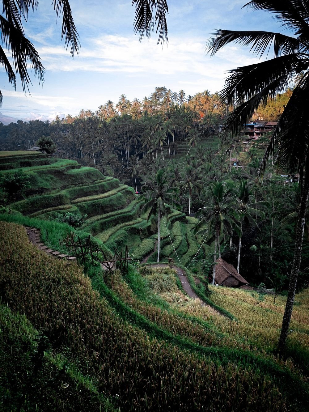 Stepped green rice terraces under palms in Bali, Indonesia